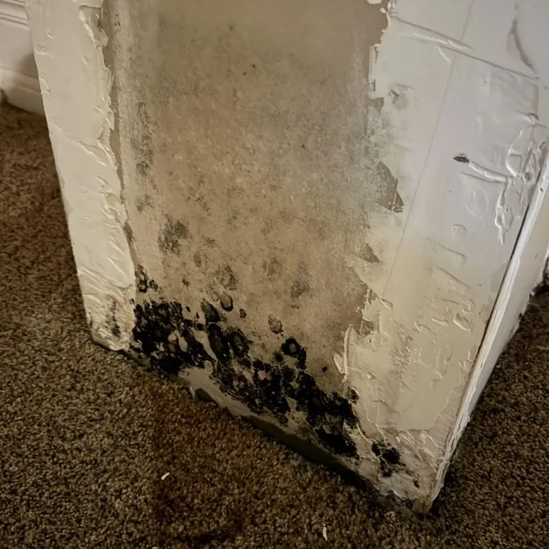 Professional Mold Removal in Monroe, WI